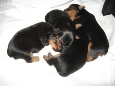 June 4, 2011